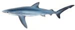 Blue Shark