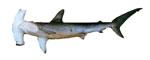 Hammerhead Shark