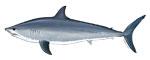 Shortfin Mako