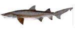 Sand Shark