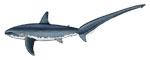 Thresher Shark