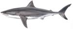 White Shark