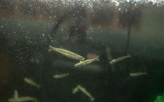 Small fish swimming in an aquarium tank